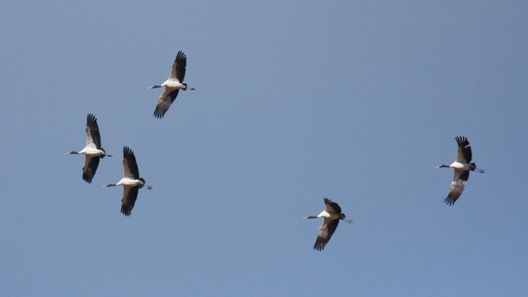 Black-necked cranes in Bhutan